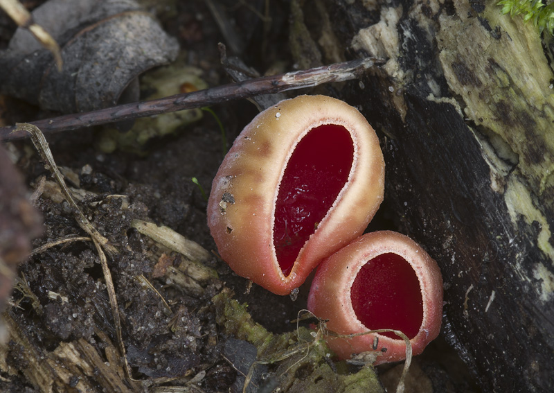 Sarcoscypha austriaca